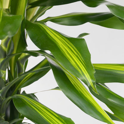 Drácena - Dracaena Fragrans 'cintho' - Altura 140-150cm - ⌀24cm_3