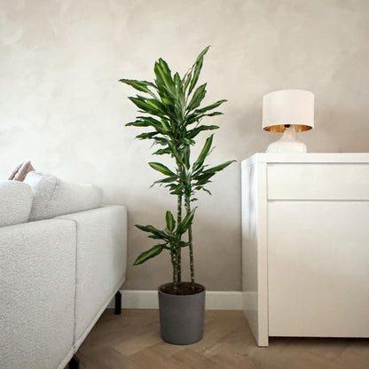 Drácena - Dracaena Fragrans 'cintho' - Altura 140-150cm - ⌀24cm_4