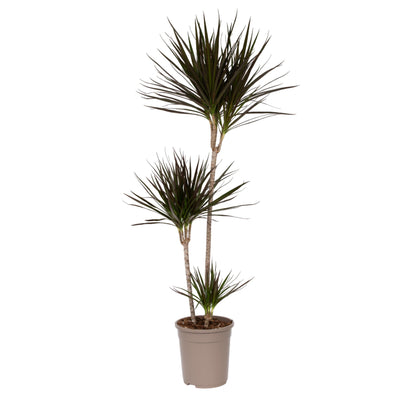Drácena - Dracaena Marginata - Altura 110-130cm - ⌀24cm_0
