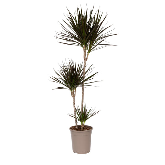 Drácena - Dracaena Marginata - Altura 110-130cm - ⌀24cm_0