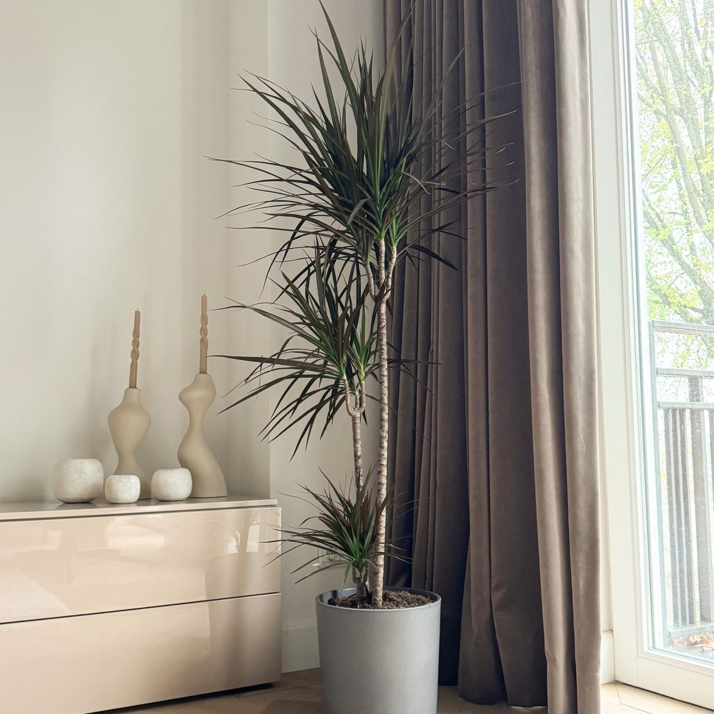 Drácena - Dracaena Marginata - Altura 110-130cm - ⌀24cm_1