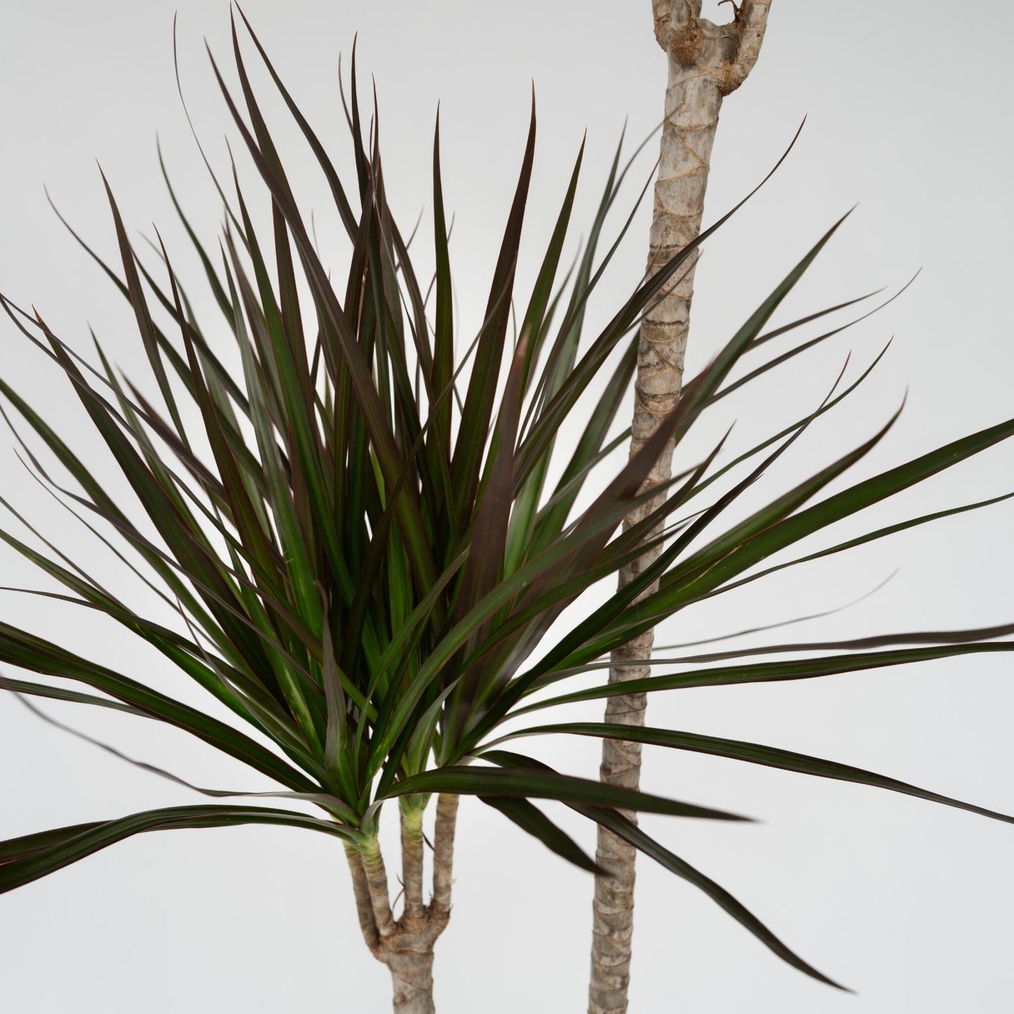 Drácena - Dracaena Marginata - Altura 110-130cm - ⌀24cm_3