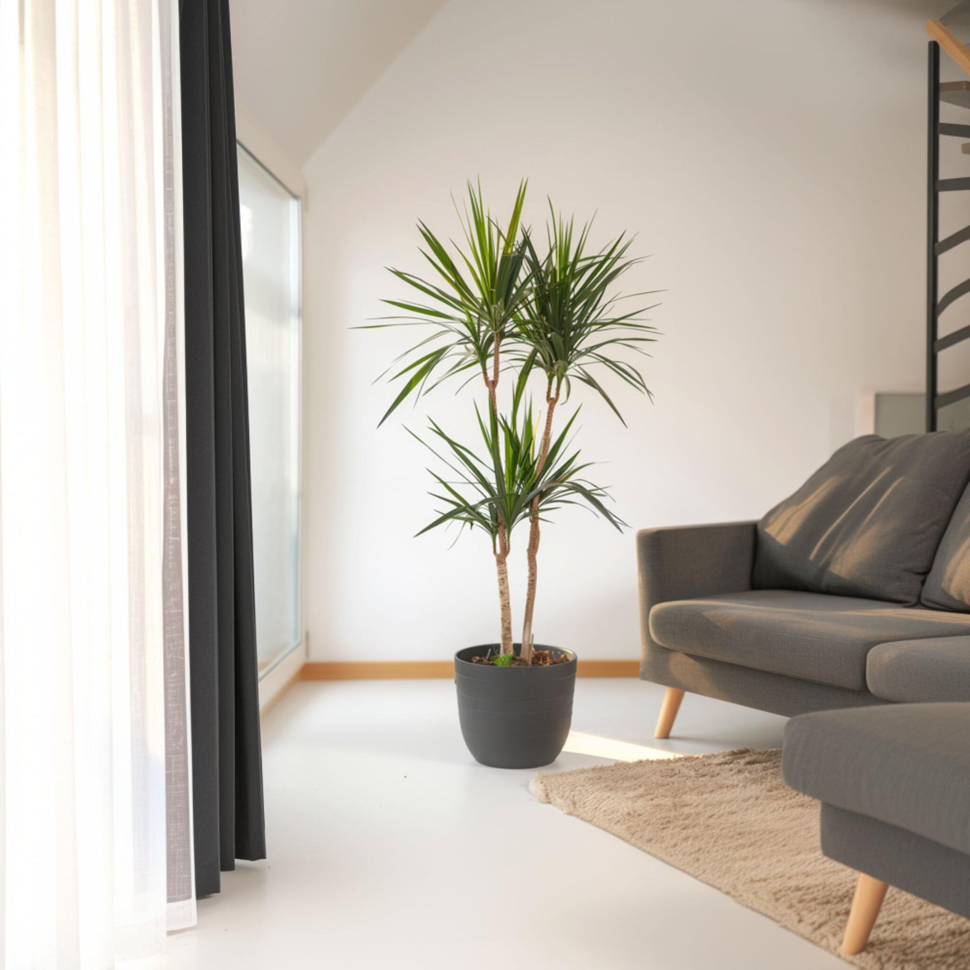 Drácena - Dracaena Marginata - Altura 150-160cm - ⌀27cm_1