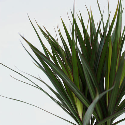 Drácena - Dracaena Marginata - Altura 70-80cm - ⌀17cm_3