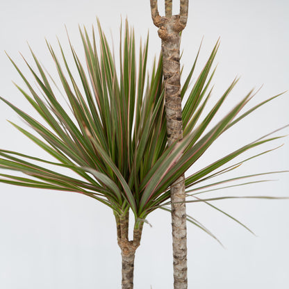 Drácena - Dracaena Marginata 'bicolor' - Altura 70-80cm - ⌀17cm_3