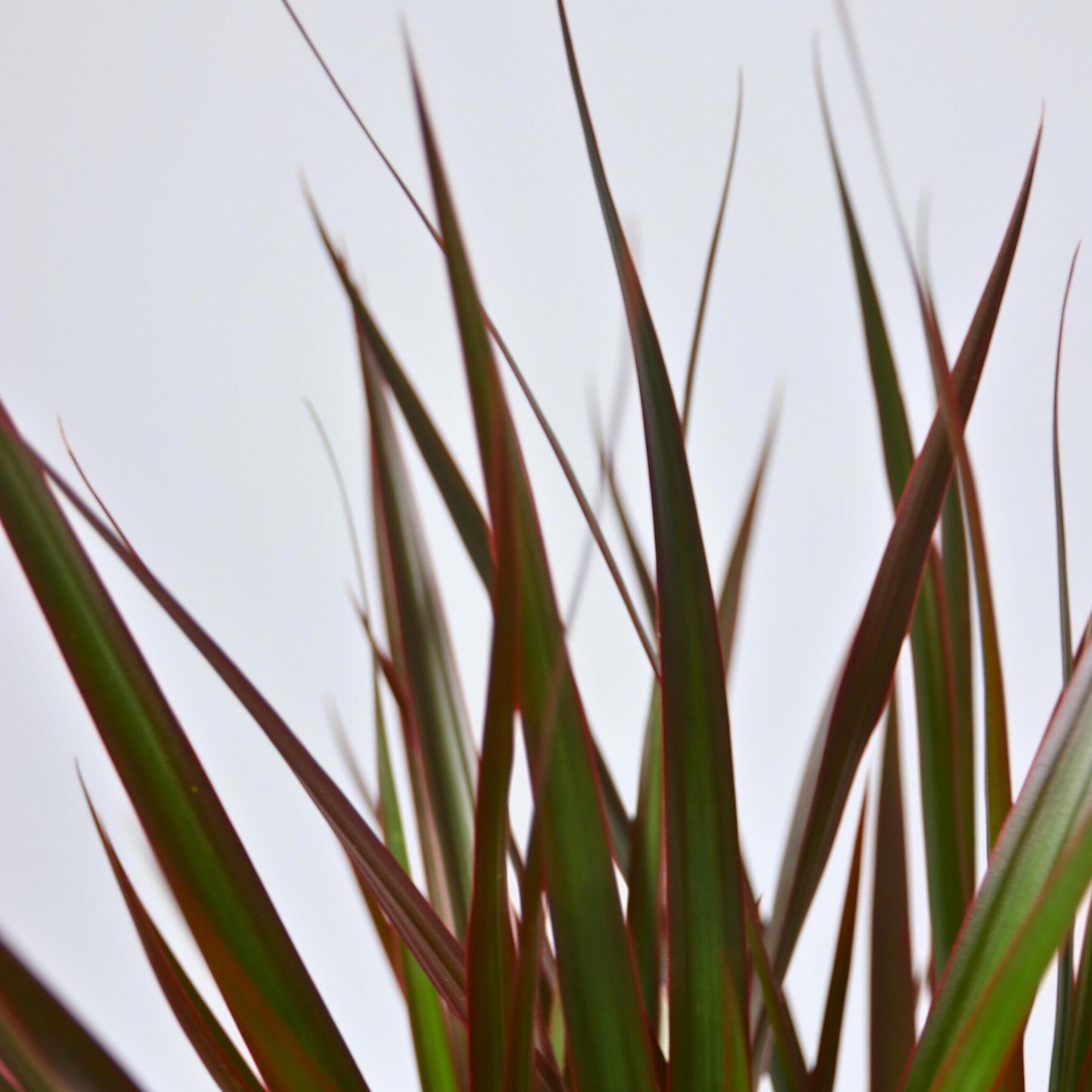 Drácena - Dracaena Marginata 'magenta' - Altura 110-130cm - ⌀24cm_3