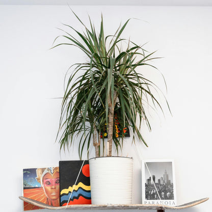 Drácena - Dracaena Marginata 'magenta' - Altura 70-80cm - ⌀17cm_1