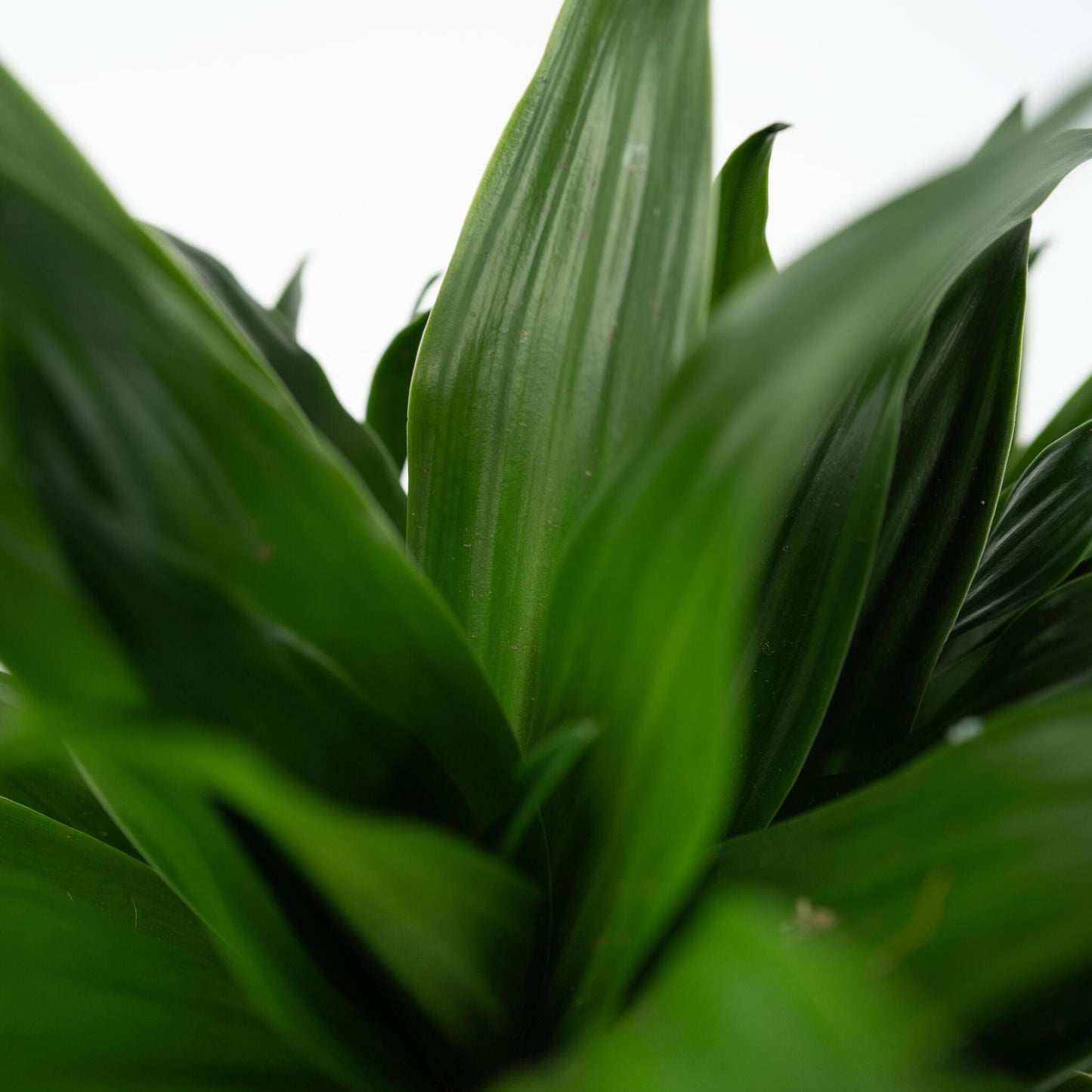 Drácena - Dracaena Surculosa - Altura 50-65cm - ⌀17cm_3