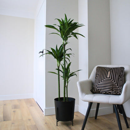Drácena - Dracaena Surculosa 'hawaiian Sunshine' - Altura 130-140cm - ⌀24cm_1