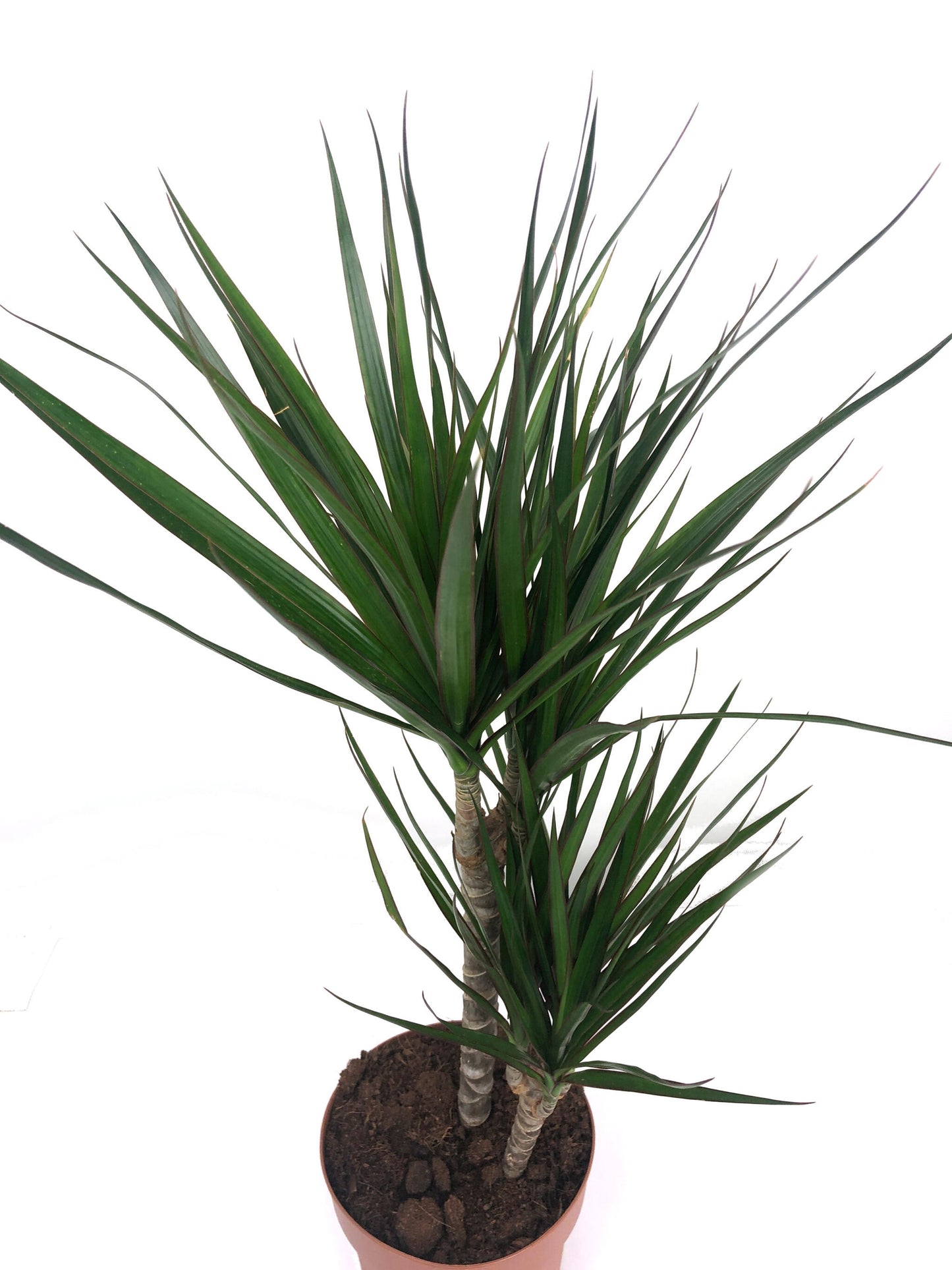 Dracena Marginata 2 Troncos 30-10 M17 70cm_1