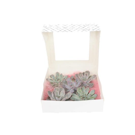 Echeveria Creatividad - 5 Pzs - Echeveria Lilacina - Altura 7cm_0