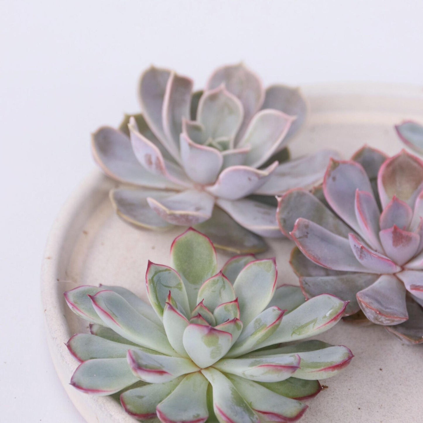 Echeveria Creatividad - 5 Pzs - Echeveria Lilacina - Altura 7cm_3