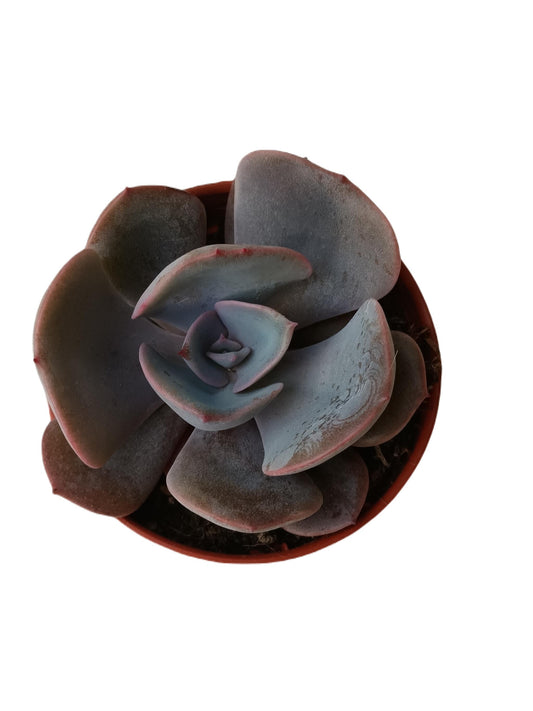 Echeveria Dusty Rose Planta Suculenta Ø5 Cm_0