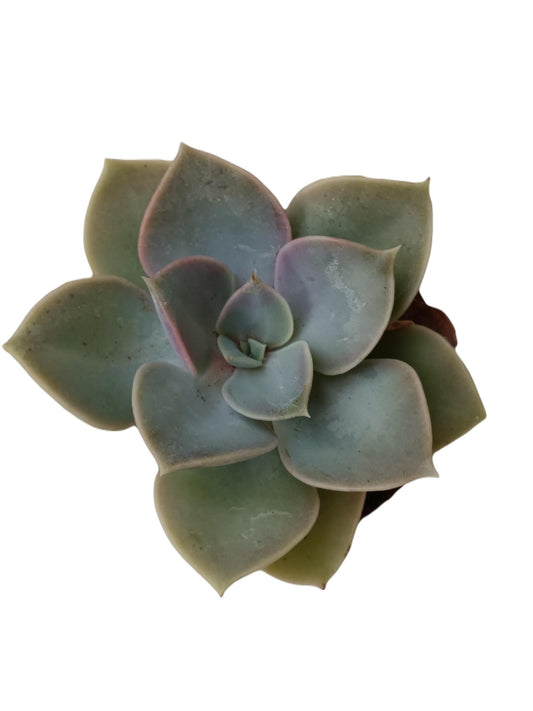 Echeveria Green Pearl Planta Suculenta De Sol Ø5 Cm_0