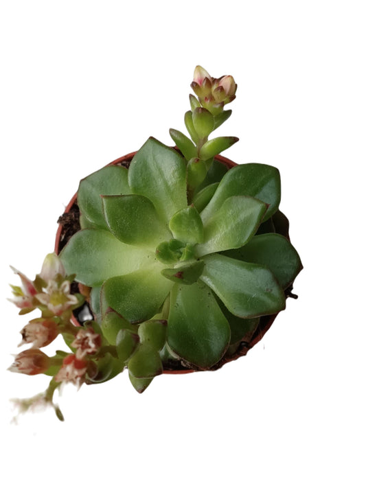 Echeveria Letizia Planta Suculenta De Sol Ø5 Cm_0