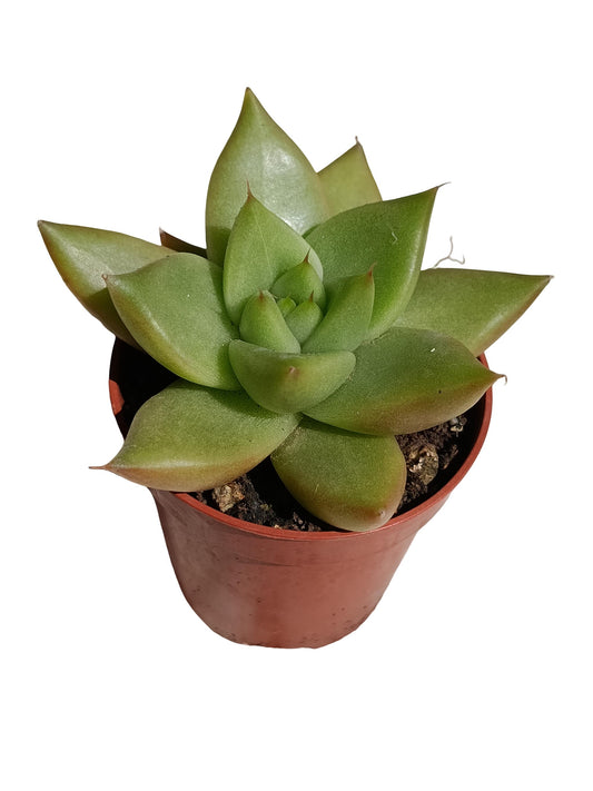 Echeveria Miranda Planta Suculenta Natural Ø5_0
