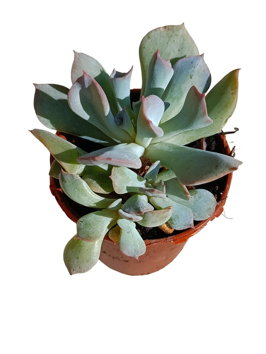 Echeveria Pink Trumpet Planta Suculenta Natural Ø5_0