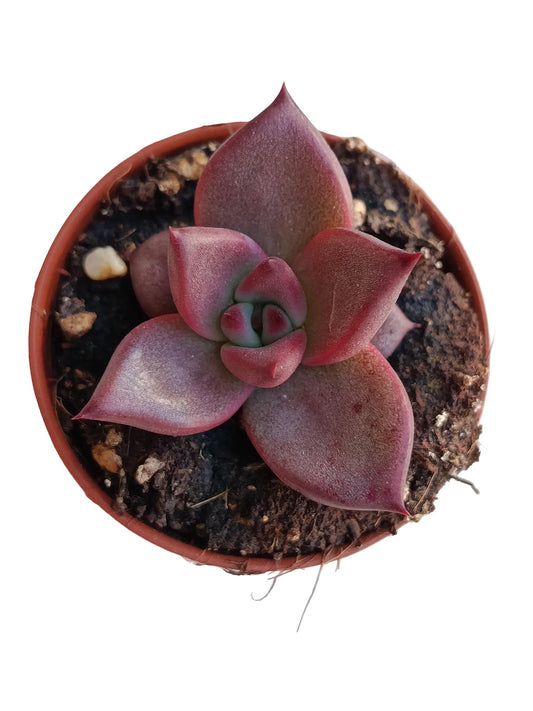 Echeveria Romeo Planta Suculenta Natural Ø5_0