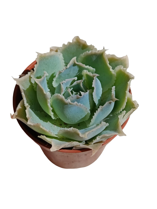 Echeveria Simulans Planta Suculenta Natural Ø5_0