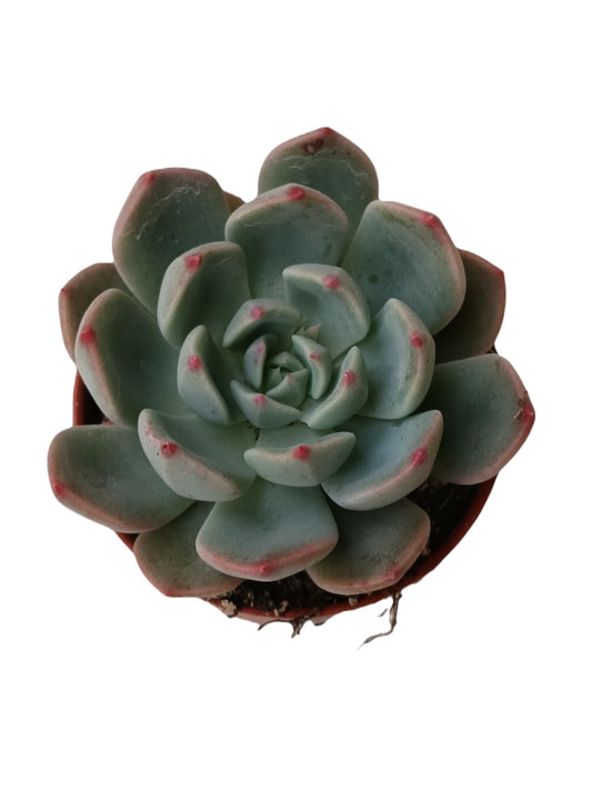 Echeveria Sitifukumiana Planta Suculenta Ø5 Cm_0