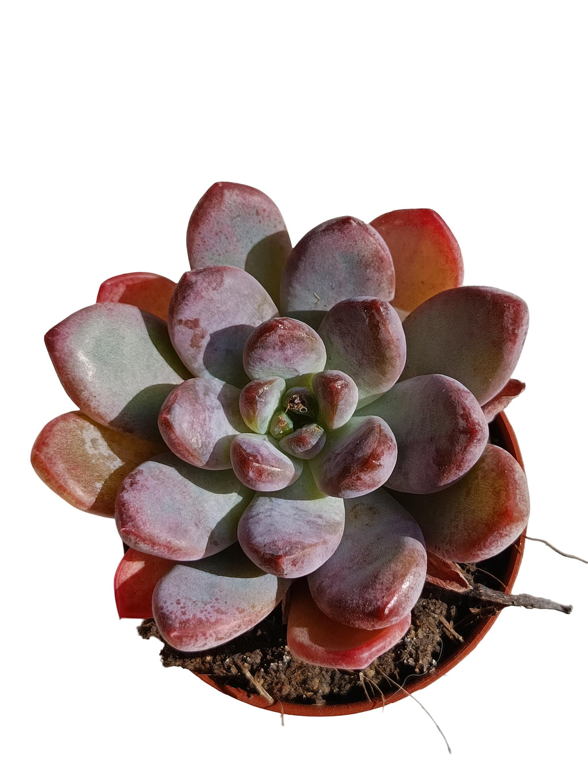 Echeveria Starmark Planta Suculenta Natural Ø5_0