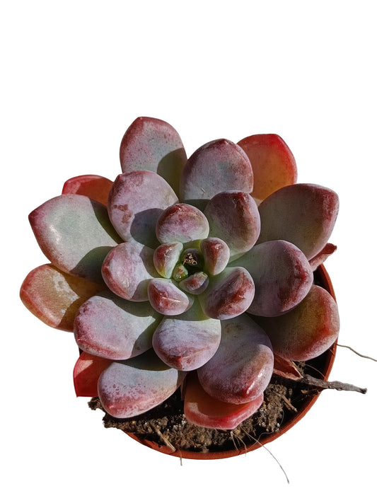 Echeveria Starmark Planta Suculenta Natural Ø5_0
