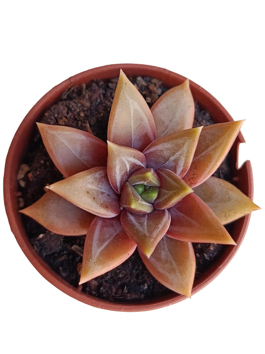 Echeveria 'danika' Planta Suculenta Natural Ø5_0