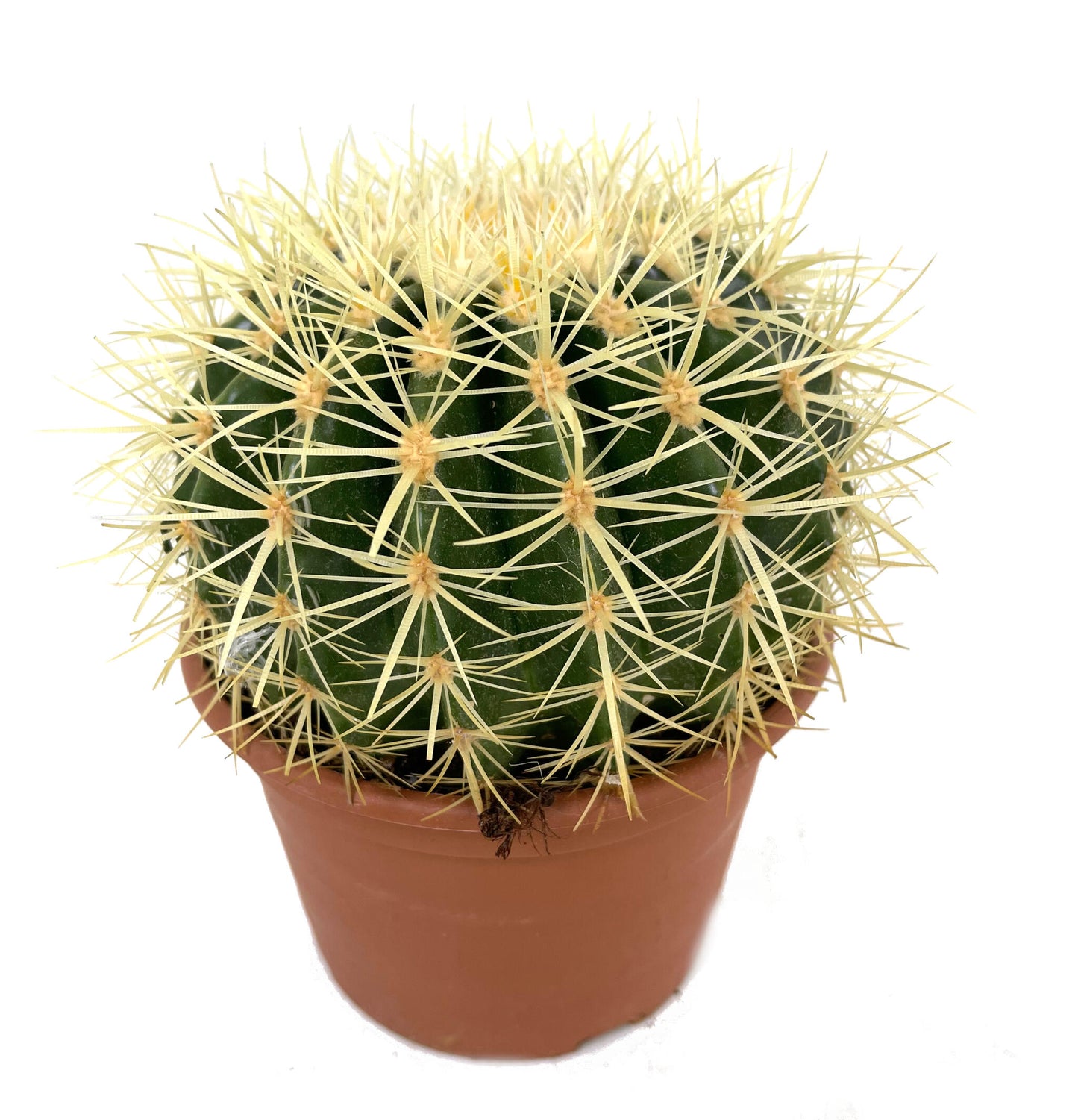 Echinocactus Grusoni M17 20cm_1