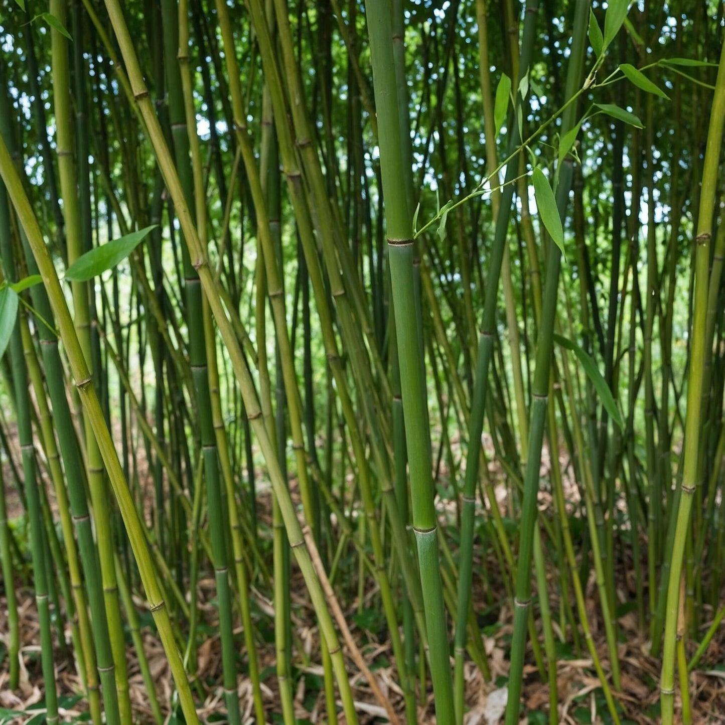El Bambú Dorado - Phyllostachys 'bisetti' - Altura 160-170cm - ⌀28cm_1