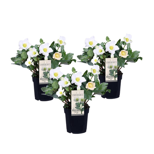 Eléboro - 3 Pzs - Helleborus Niger 'mont Blanc' - Altura 20-30cm - ⌀12cm_0