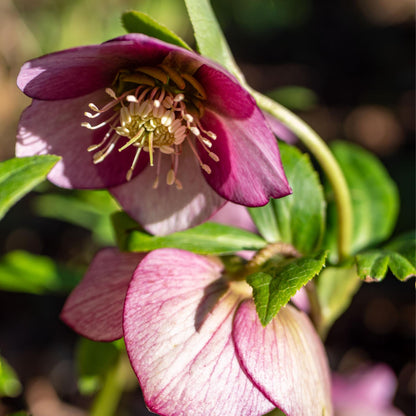 Eléboro - 3 Pzs - Helleborus Orientalis - Altura 20-30cm - ⌀12cm_3