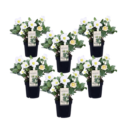Eléboro - 6 Pzs - Helleborus Niger 'mont Blanc' - Altura 20-30cm - ⌀12cm_0