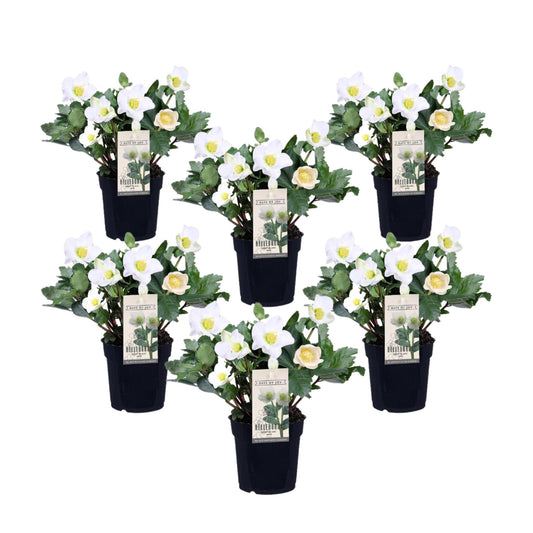 Eléboro - 6 Pzs - Helleborus Niger 'mont Blanc' - Altura 20-30cm - ⌀12cm_0