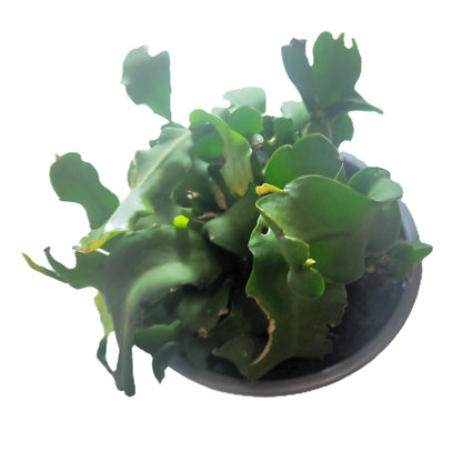 Epiphyllum Guatemalense 'monstruosa' (cactus Orquídea); Cactus Colgante; Curiosarium; Maceta 12 Cm_2