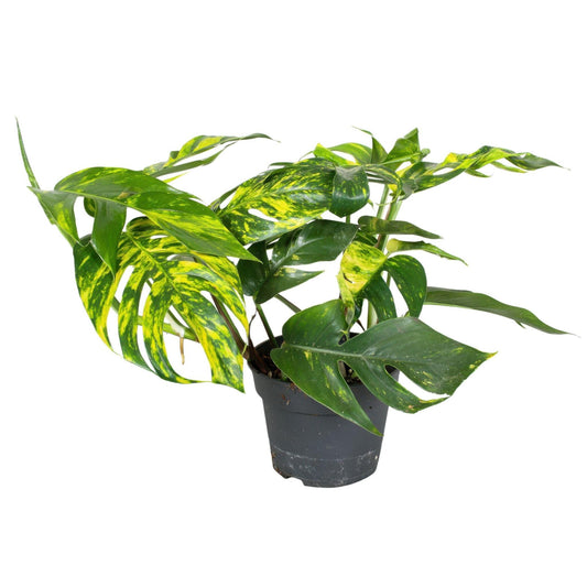 Epipremnum 'goldfinger' - Epipremnum Pinnatum Potos - Altura 25-35cm - Ø17cm_0