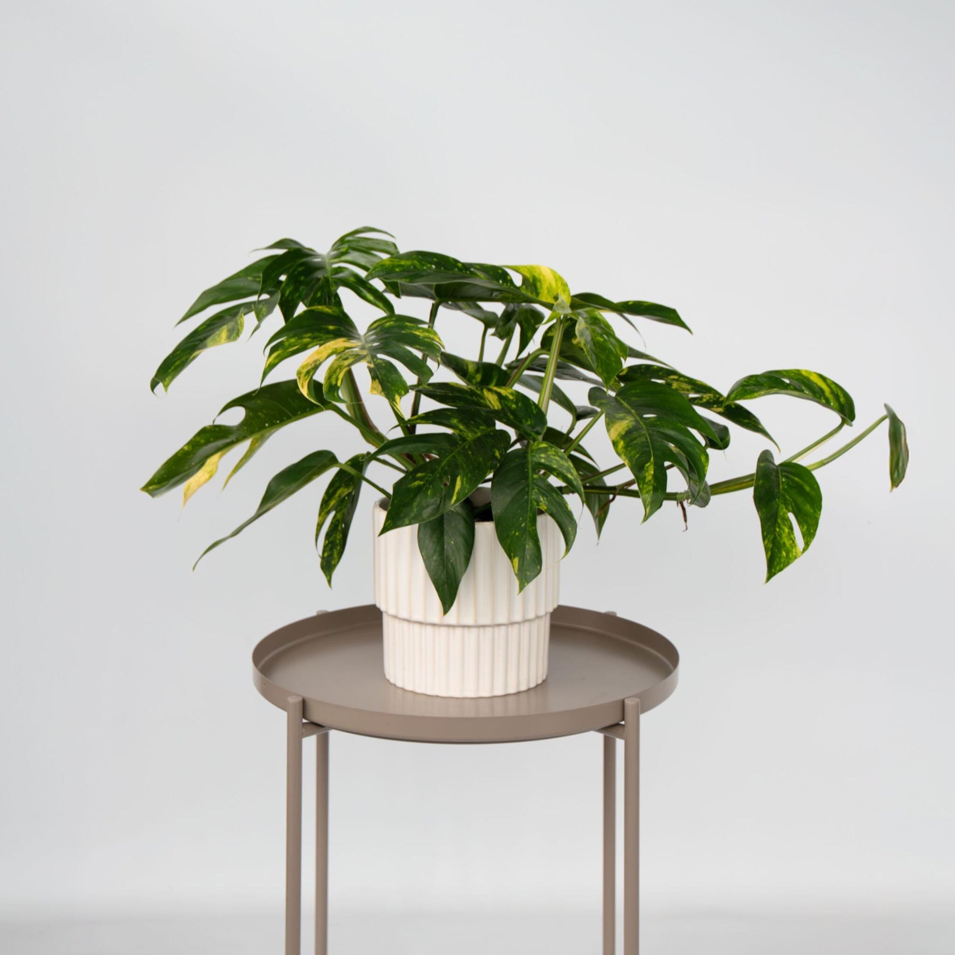 Epipremnum 'goldfinger' - Epipremnum Pinnatum Potos - Altura 25-35cm - Ø17cm_1
