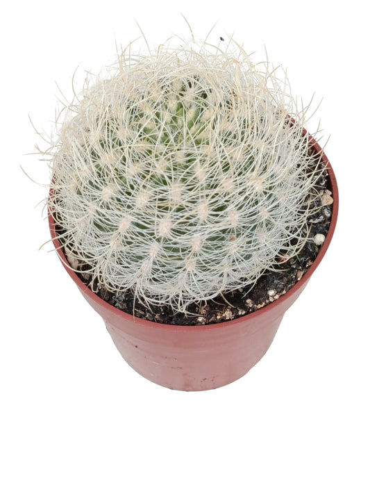 Eriosyce Senilis Planta Suculenta Natural Ø8_0