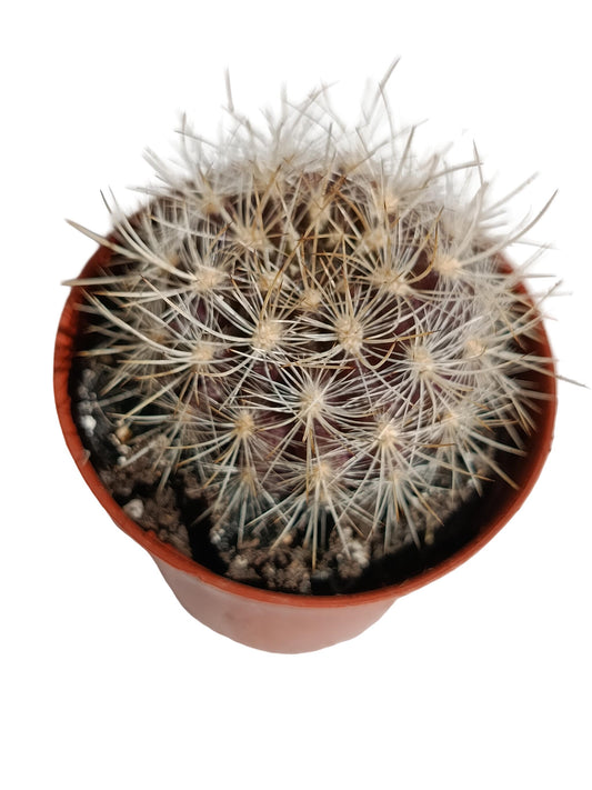 Eriosyce Subgibosa Planta Suculenta Natural Ø5_0