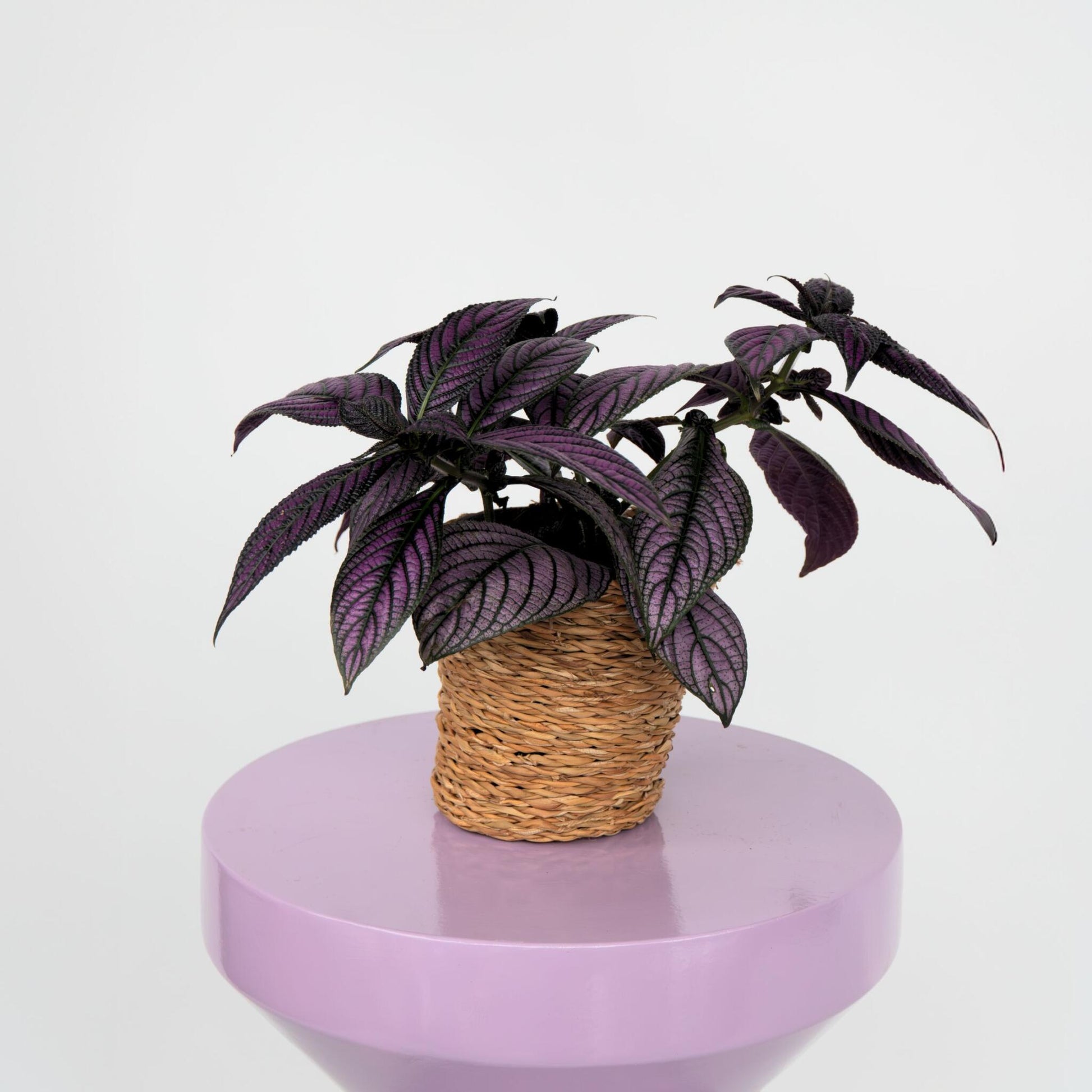 Escudo Persa - Strobilanthes Dyeriana - Altura 20-30cm - Ø12cm_1