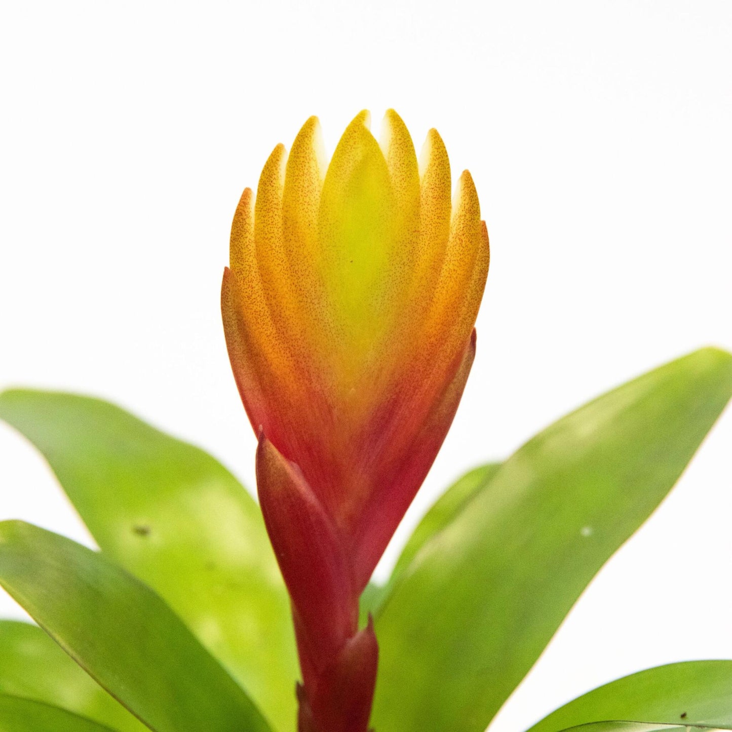 Espada Llameante - Set De 3 - Tillandsia Vriesea 'dorado' - Alt. 15-25cm - Ø7cm_3