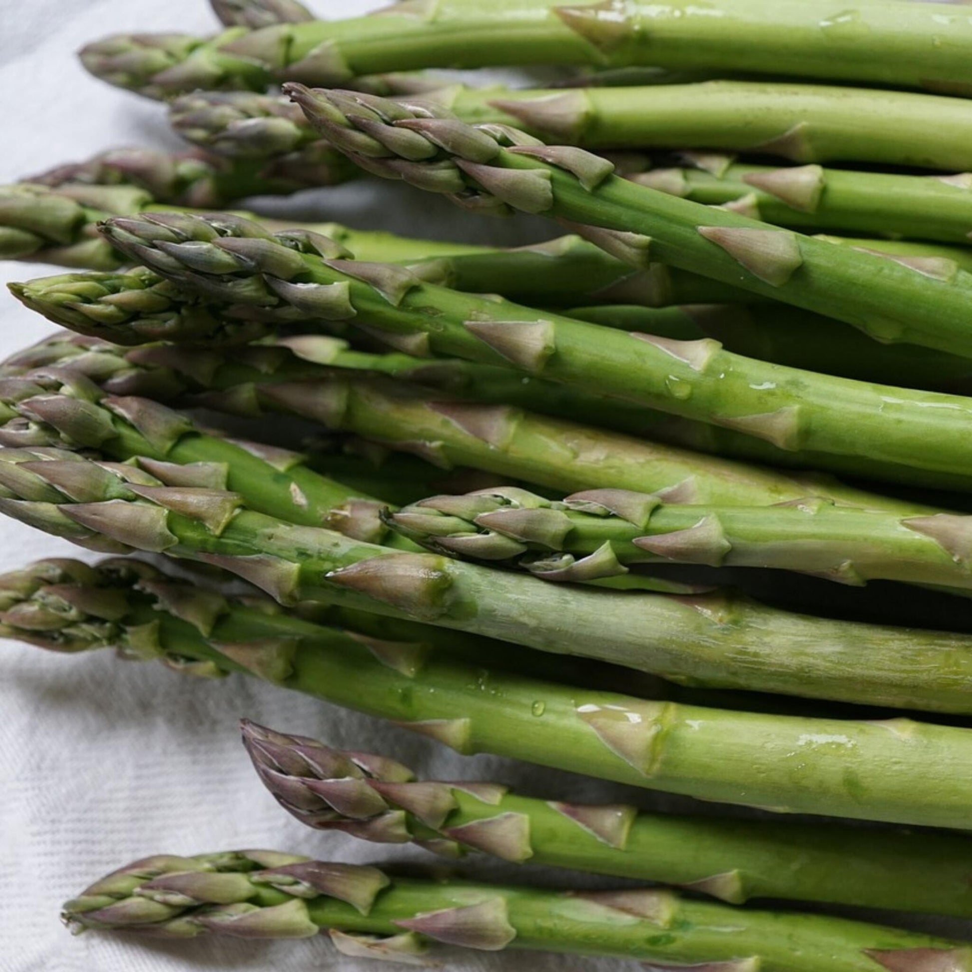 Espargo - 4 Pzs - Asparagus 'gijnlim' - Cepellones - Verde_3