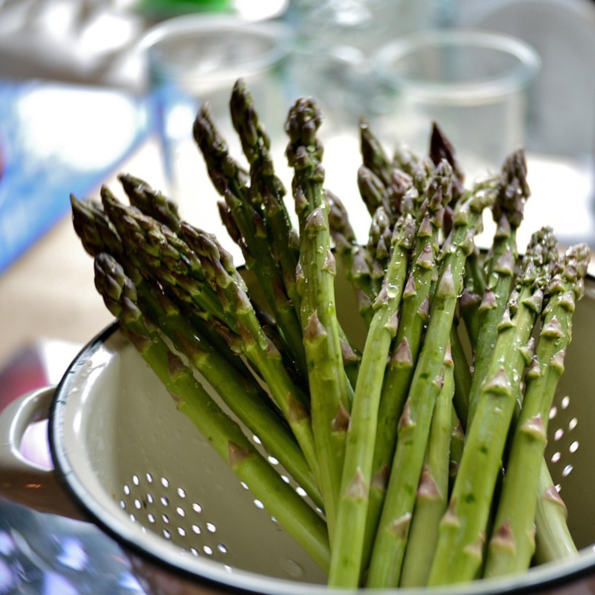 Espargo - 4 Pzs - Asparagus 'gijnlim' - Cepellones - Verde_4