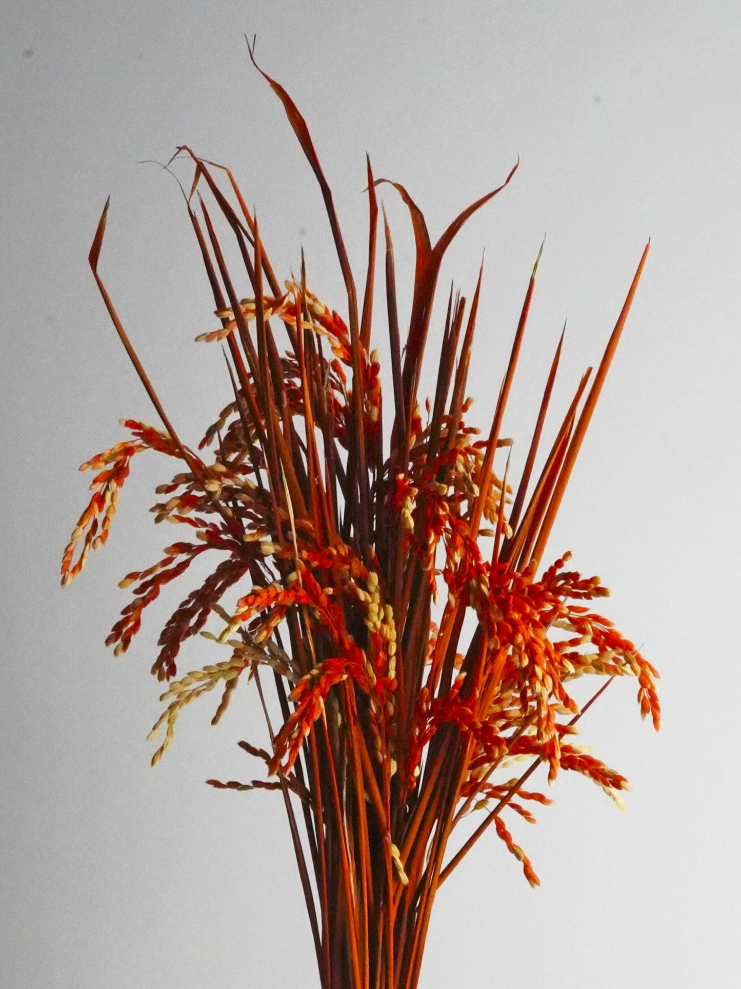 Espiga De Arroz Preservada Naranja. Altura - 60cm_1