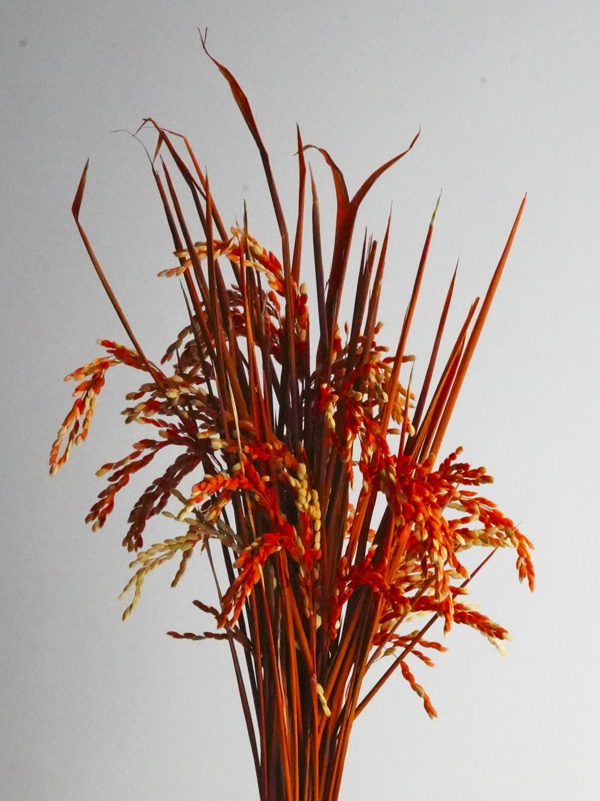 Espiga De Arroz Preservada Naranja. Altura - 60cm_1
