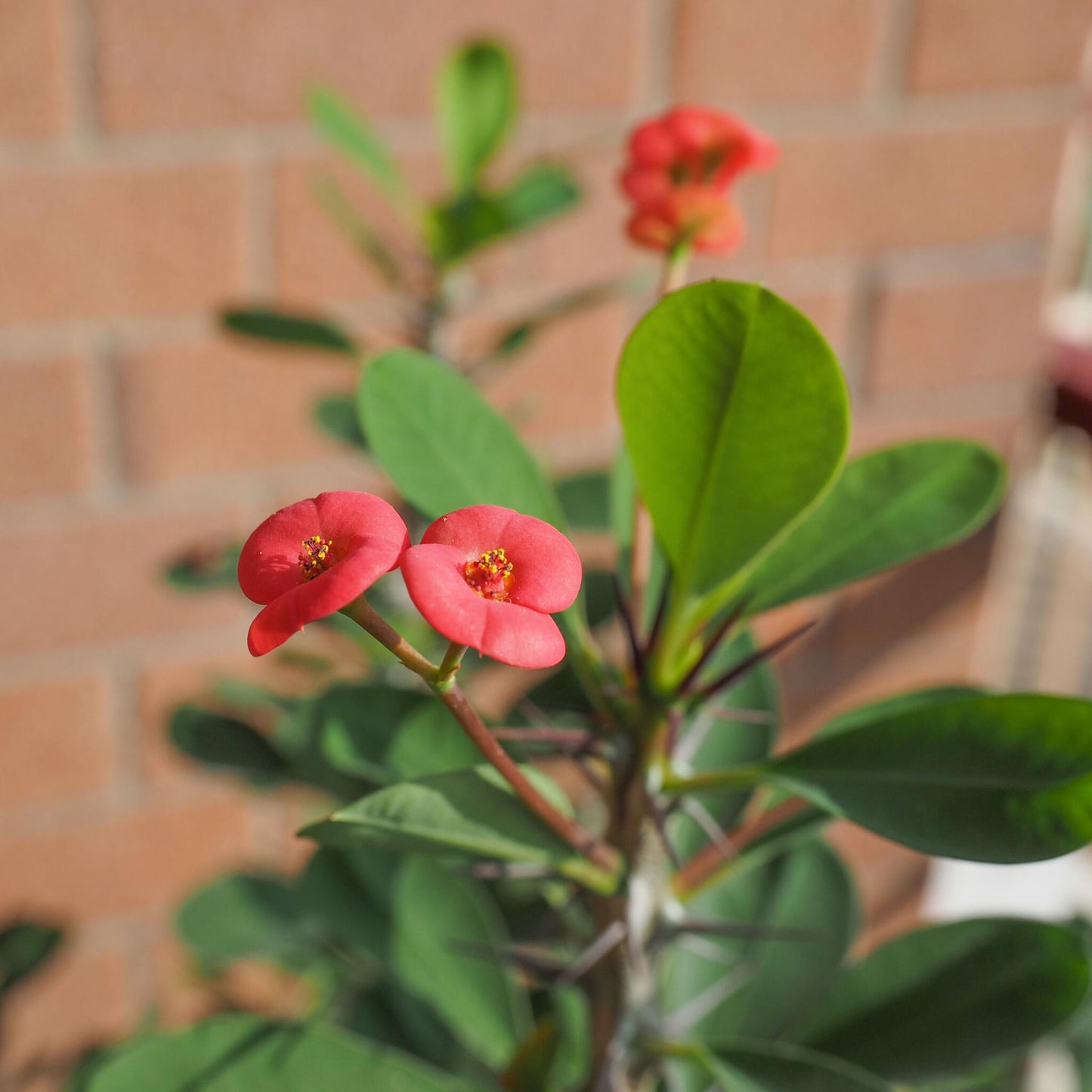 Espina De Cristo - 2 Pzs - Euphorbia 'milii' - Altura 25-35cm - ⌀13cm_1