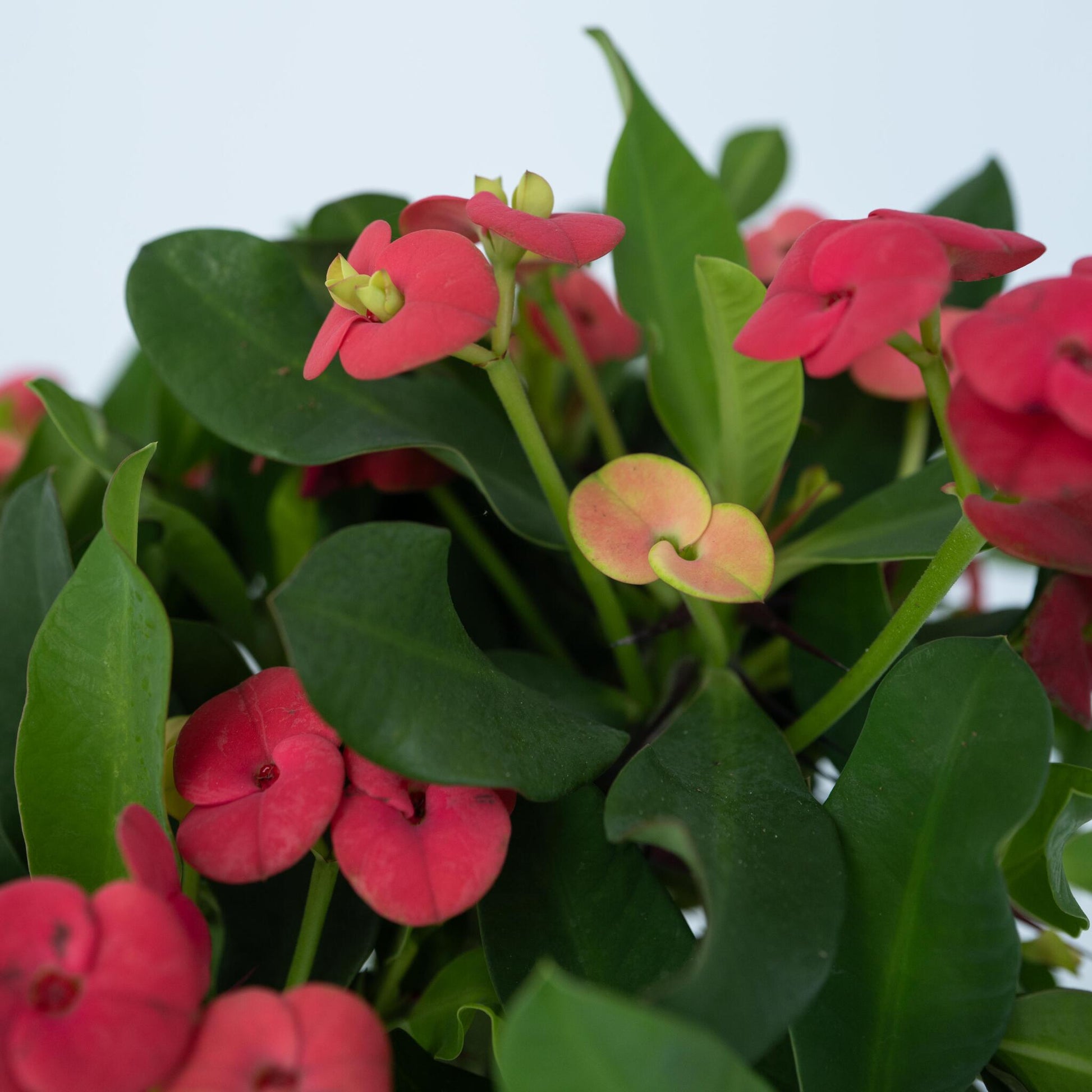 Espina De Cristo - Euphorbia 'milii' - Altura 25-35cm - ⌀13cm_3