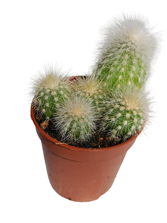 Espostoa Lanata Planta Suculenta Natural Ø5_0