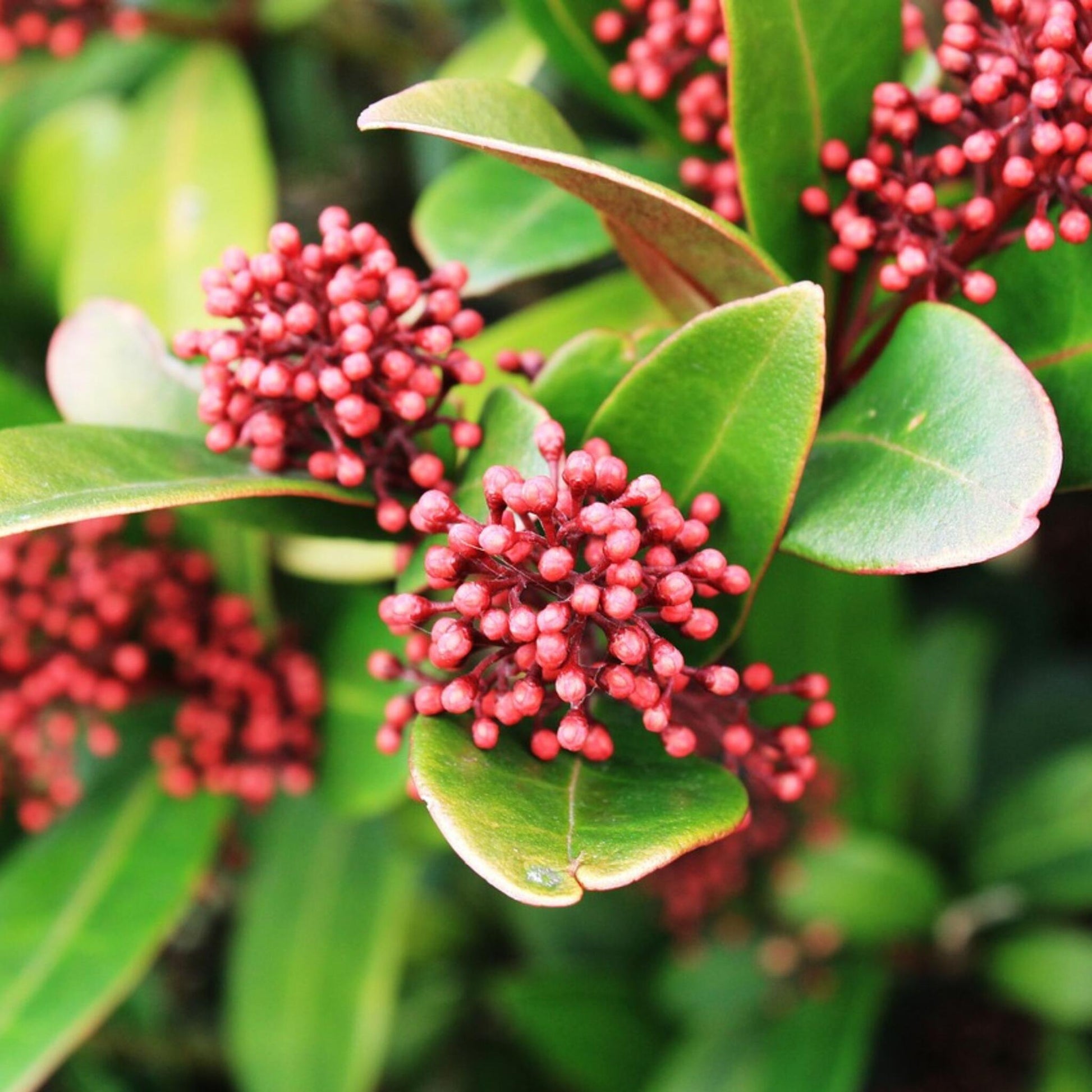 Esquimia - 2 Pzs - Skimmia Japonica 'rubella' - Altura 35-45cm - ⌀15cm_1