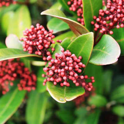Esquimia - 2 Pzs - Skimmia Japonica 'rubella' - Altura 35-45cm - ⌀15cm_1