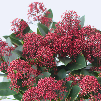 Esquimia - 4 Pzs - Skimmia Japonica 'rubella' - Altura 35-45cm - ⌀15cm_3